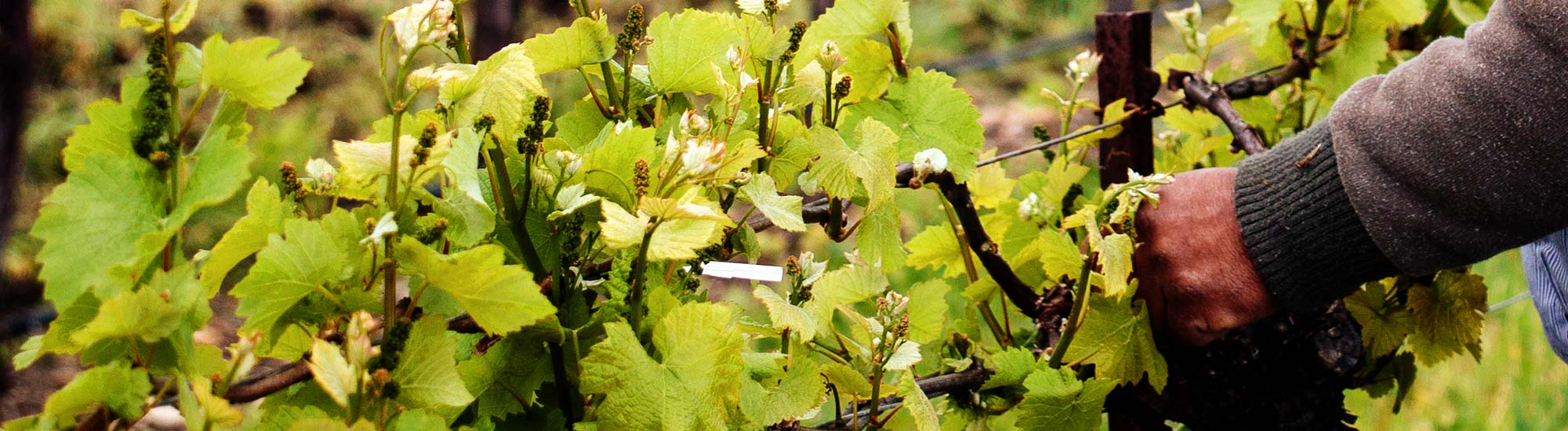 Research Shows the Trade Want Sustainable Wines