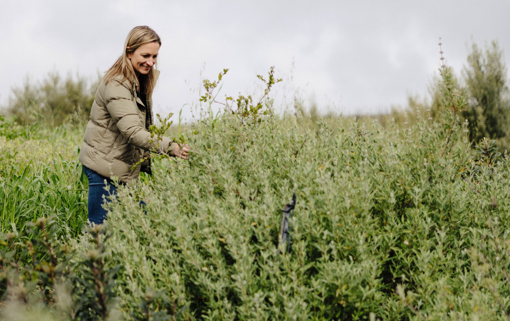Growing a Mini Forest  