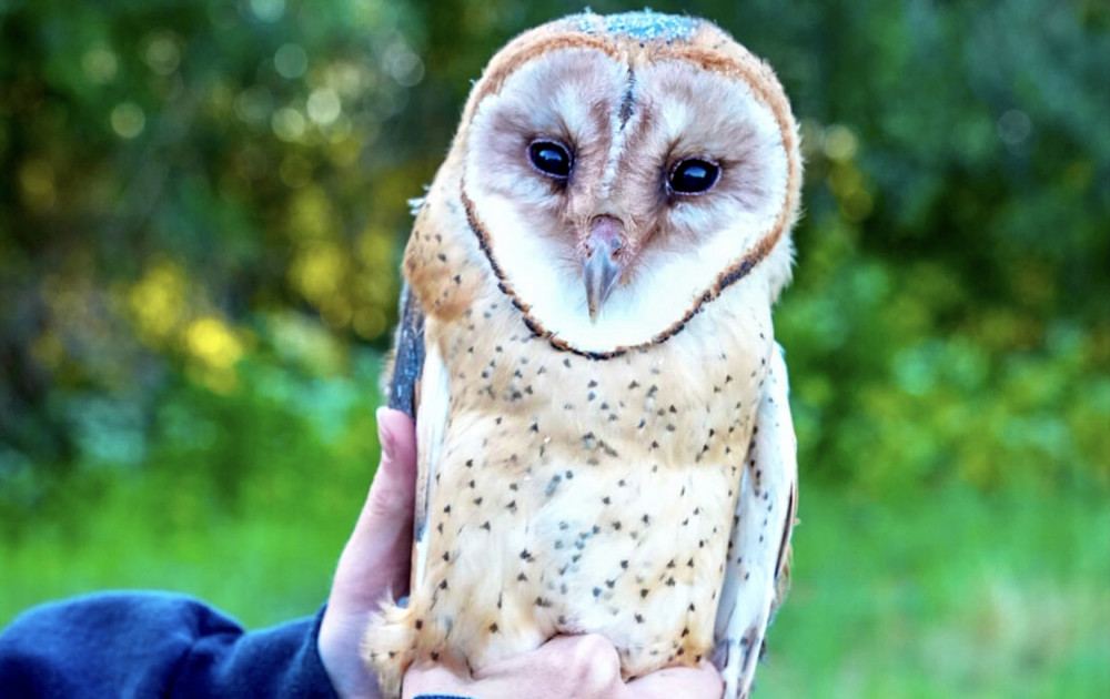 Closeup of a man's hands holding a barn owl