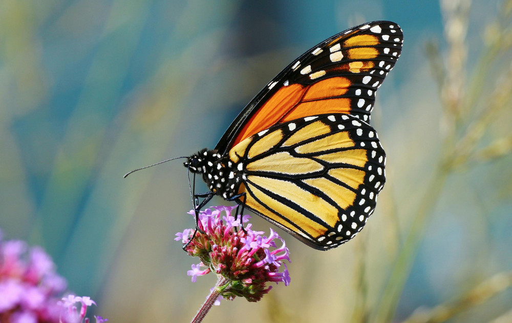 McIntyre Vineyards Monarch Butterfly