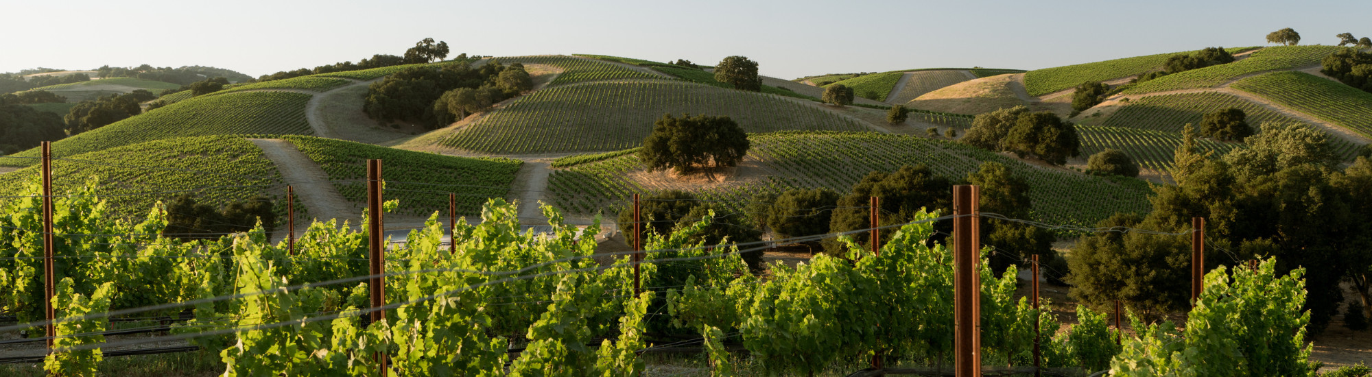 Vineyard & Winery