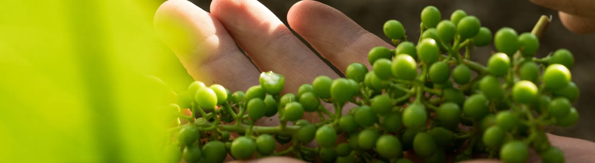 SIP Certified: Boost Water & Soil with Regenerative Farming